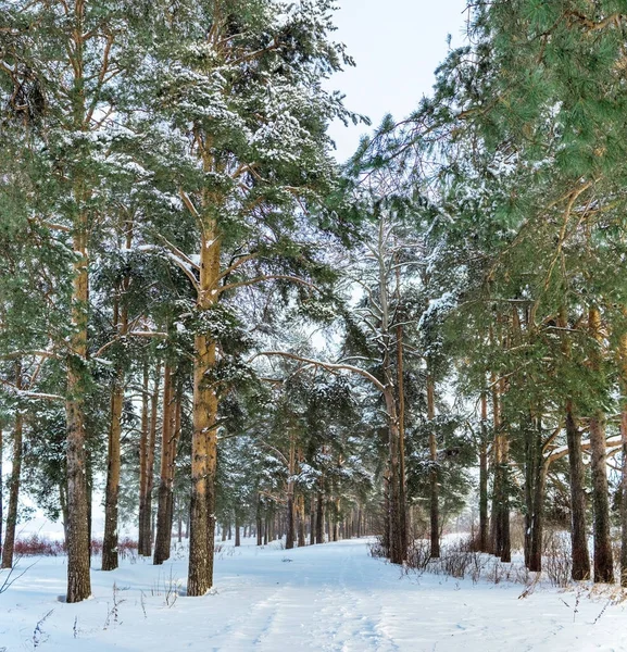 Landskap Med Vandringsled Tallskog Dyster Vinterdag — Stockfoto