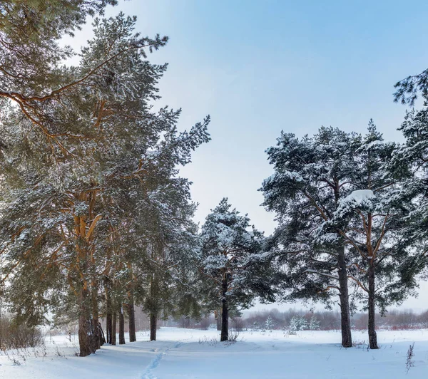 Landschap Met Een Wandelpad Een Dennenbos Een Sombere Winterdag — Stockfoto