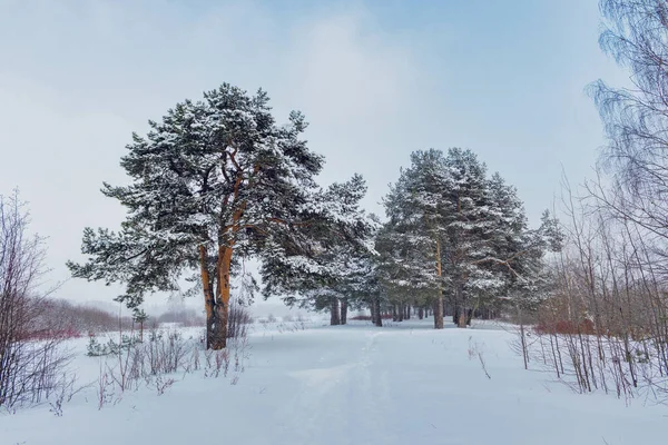 소나무 포장도로가 — 스톡 사진