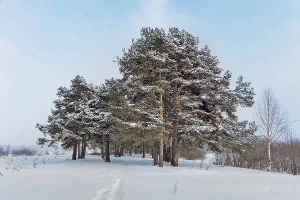 Landskap Med Vandringsled Tallskog Dyster Vinterdag Stockbild