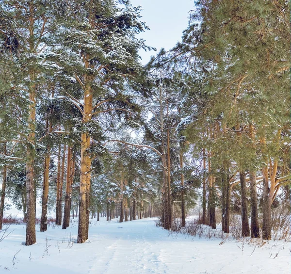Landskap Med Vandringsled Tallskog Dyster Vinterdag Stockbild