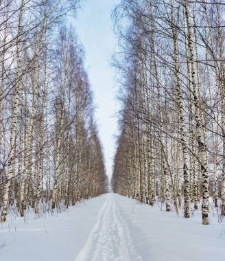 Kasvetli bir kış gününde, huş ağacı sokağındaki patika.