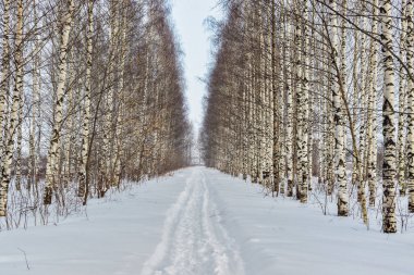 Kasvetli bir kış gününde, huş ağacı sokağındaki patika.