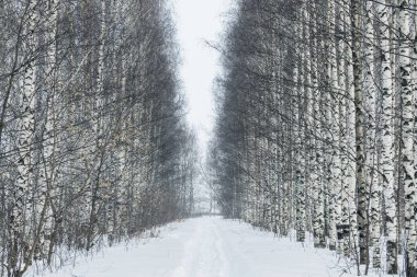 Kasvetli bir kış gününde, huş ağacı sokağındaki patika.