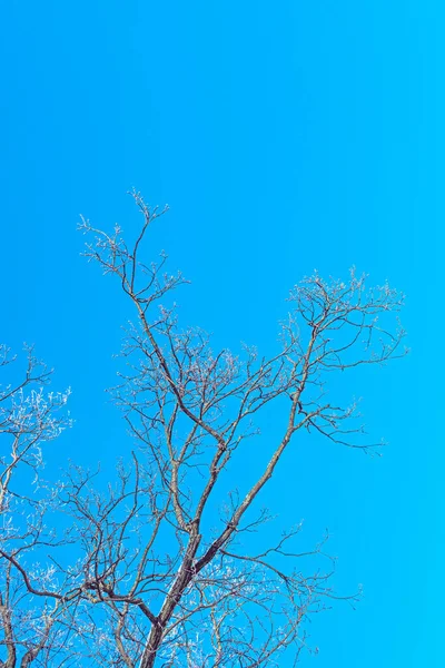Морозні гілки дерева на блакитному небі — стокове фото