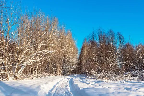 在阳光明媚的冬日，森林中的小径 — 图库照片