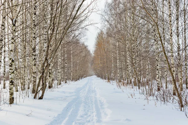 어느 추운 겨울날 자작농가의 길 — 스톡 사진