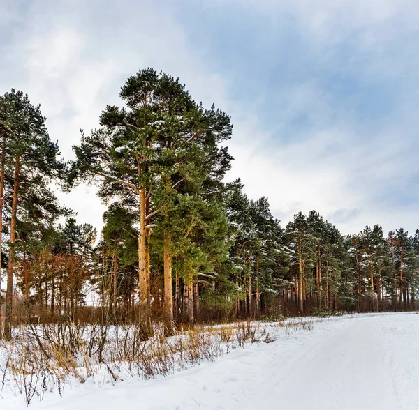 Fußweg im Kiefernwald an einem trüben Wintertag — Stockfoto
