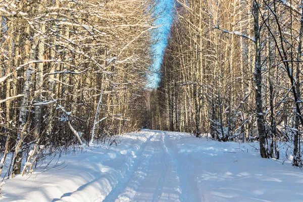 Vandringsled i skogen en solig vinterdag Royaltyfria Stockbilder