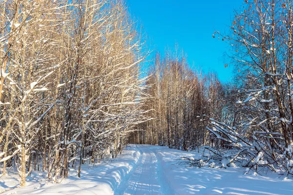 화창 한 겨울날 숲 속의 포장도로 로열티 프리 스톡 이미지