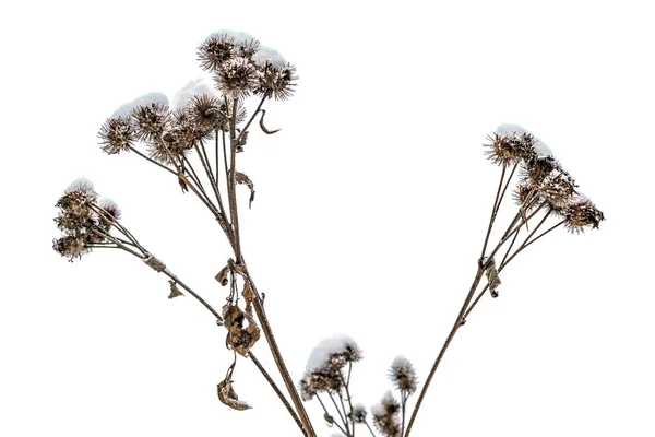 beyaz arkaplanda kuru karla kaplı burdock