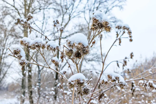 Bardana coberta de neve seca em um bosque de inverno — Fotografia de Stock