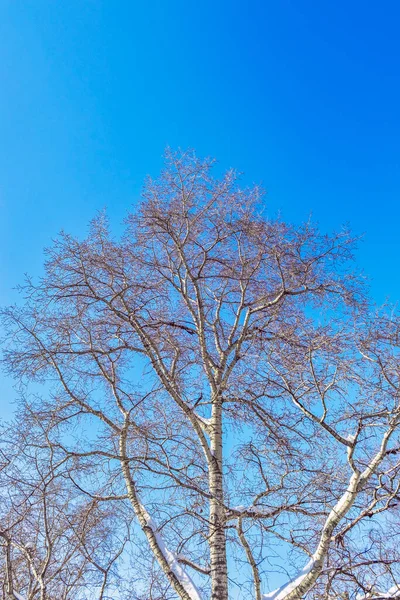 Las ramas de los árboles nevados contra el cielo azul —  Fotos de Stock