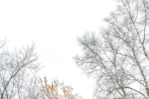 白空に対する雪の木の枝は — ストック写真