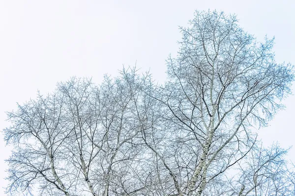 Гілки снігового дерева на білому небі — стокове фото