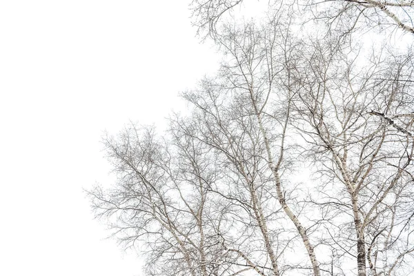 白空に対する雪の木の枝は — ストック写真
