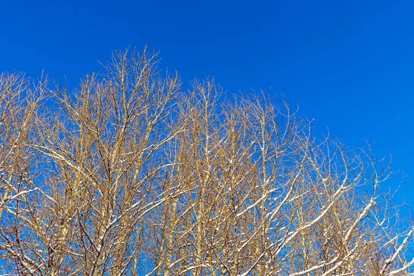 De besneeuwde boom takken tegen blauwe lucht — Stockfoto