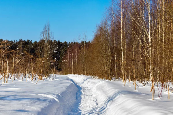 在阳光明媚的冬日，森林中的小径 — 图库照片