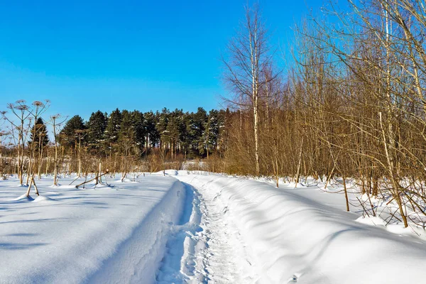 Vandringsled i skogen en solig vinterdag — Stockfoto