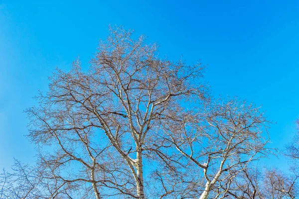 푸른 하늘을 향한 눈덮인 나무 가지들 로열티 프리 스톡 사진