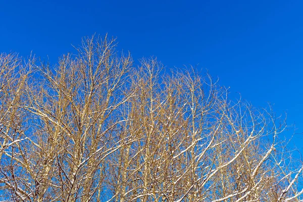 Snöiga träd grenar mot blå himmel Stockbild