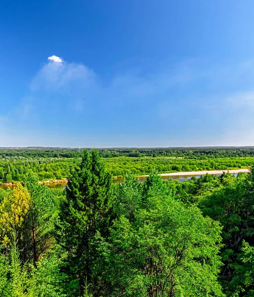 Utsikt över skogen och floden en solig sommardag — Stockfoto