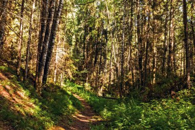 footpath in the forest on a sunny summer day