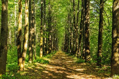 footpath in the forest on a sunny summer day