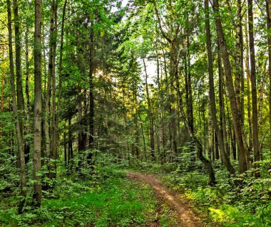 footpath in the forest on a sunny summer day