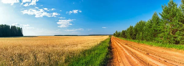 Dirt road in a wheat field and a forest on a sunny summer day — Fotografia de Stock