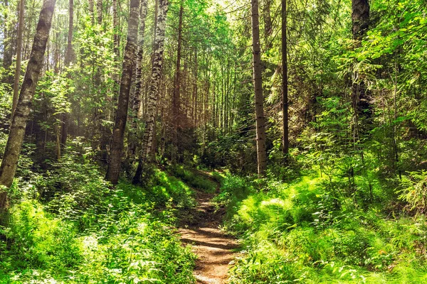 Footpath in the forest on a sunny summer day — Fotografia de Stock