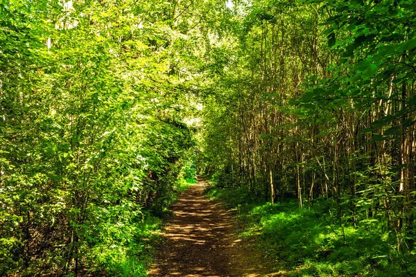 Sentier dans la forêt par une journée ensoleillée d'été — Photo