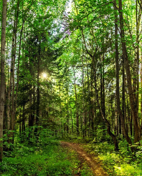 Sentier dans la forêt par une journée ensoleillée d'été — Photo
