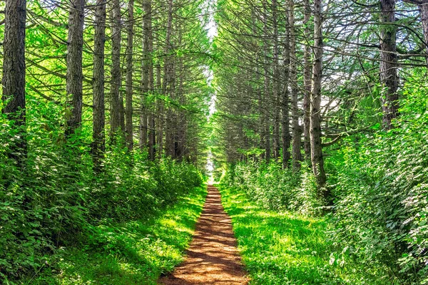 Footpath in the forest on a sunny summer day — Fotografia de Stock