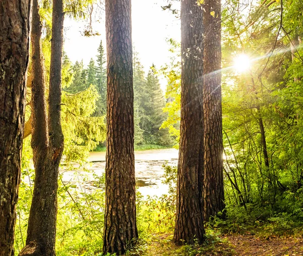 Swampy lake in the middle of the forest a summer day — Stock Photo, Image