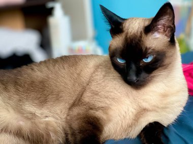 Güzel siyah kedi, yakın çekim.