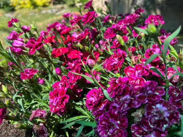 Güzel çiçekler, çiçek bahçesi.