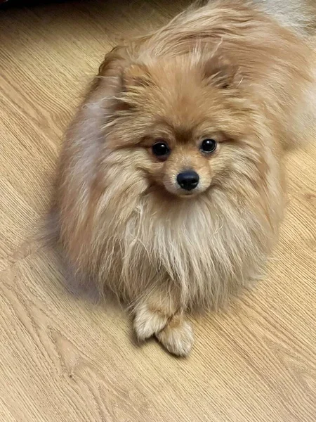 Köpeğe yakın, evcil hayvan konsepti.