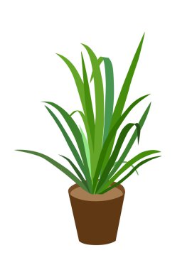 beyaz zemin üzerine saksı ile çimen