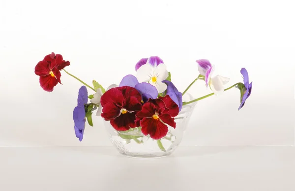 Pansies in a vase — Stock Photo, Image