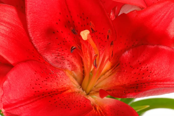 Flor de lirio rojo — Foto de Stock