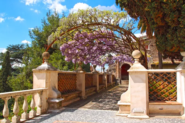 Pergola com wisteria — Fotografia de Stock