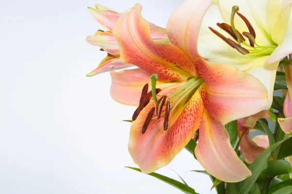 Pink lilies Royalty Free Stock Photos
