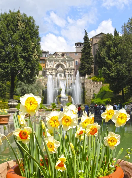 Narcisos — Fotografia de Stock