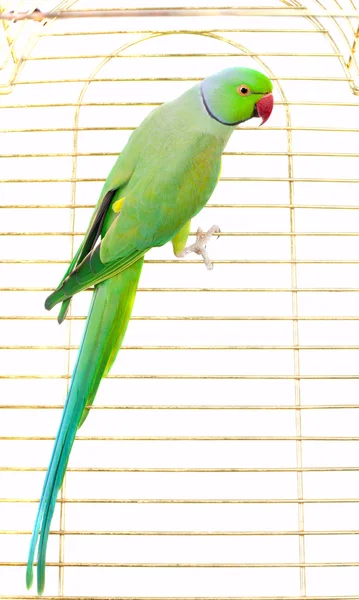 Grande pappagallo verde — Foto Stock