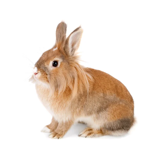 Rabbit — Stock Photo, Image