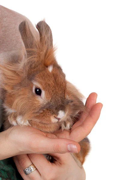 Rabbit — Stock Photo, Image