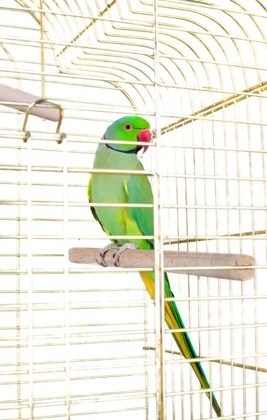Papegoja i buren — Stockfoto