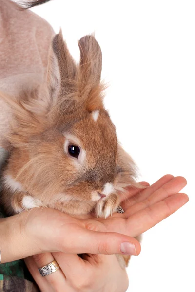 Kleine konijn — Stockfoto