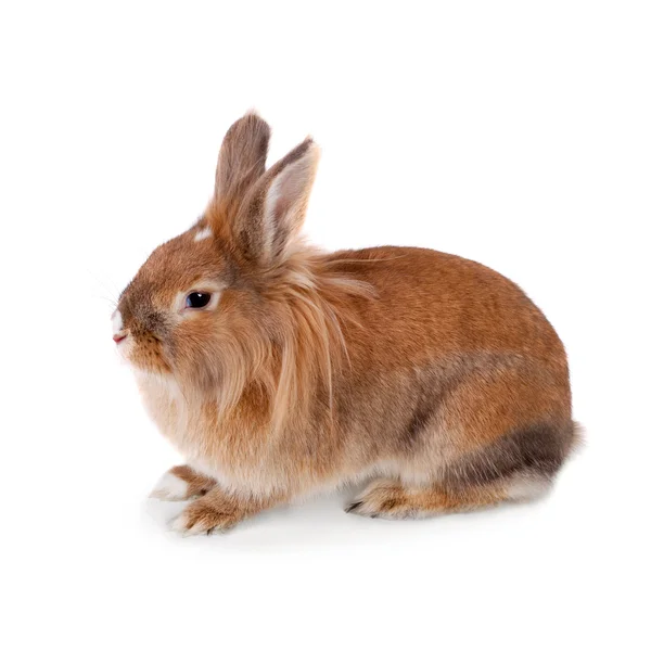 Cute little rabbit — Stock Photo, Image